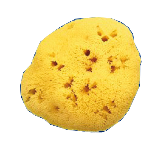 SPUGNA NATURALE FORI L 11/12CM 8 - Farmacia Nuova Dr.ssa Gabriella Catellani